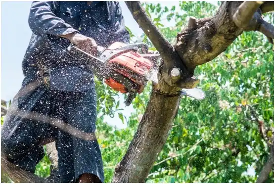 tree services Massanutten